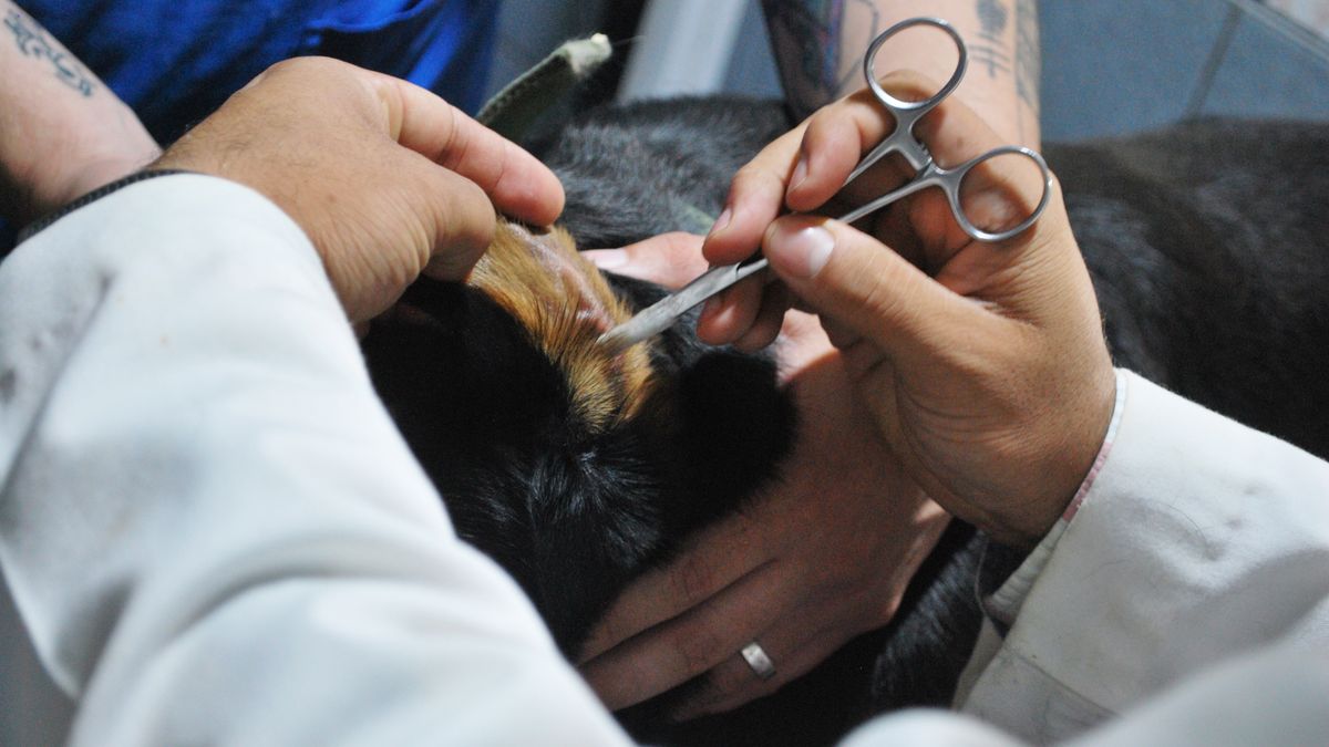 Prévenir les parasites chez les chiens et chats