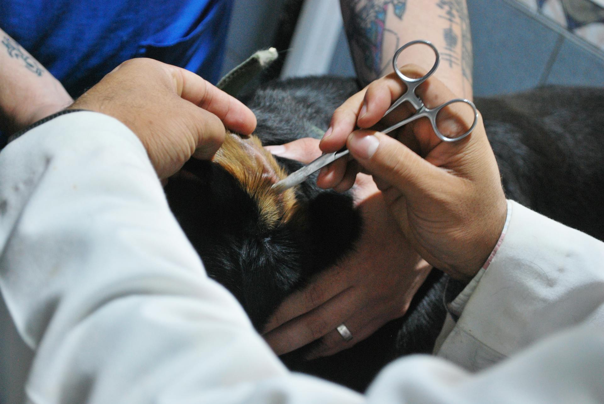 Un vétérinaire examine l'oreille d'un chien à l'aide de ciseaux chirurgicaux