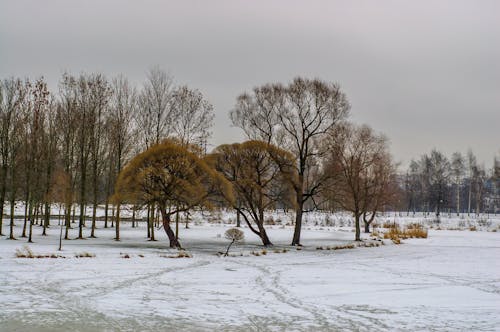 Gratuit Imagine de stoc gratuită din arbori, congelat, gheață Fotografie de stoc