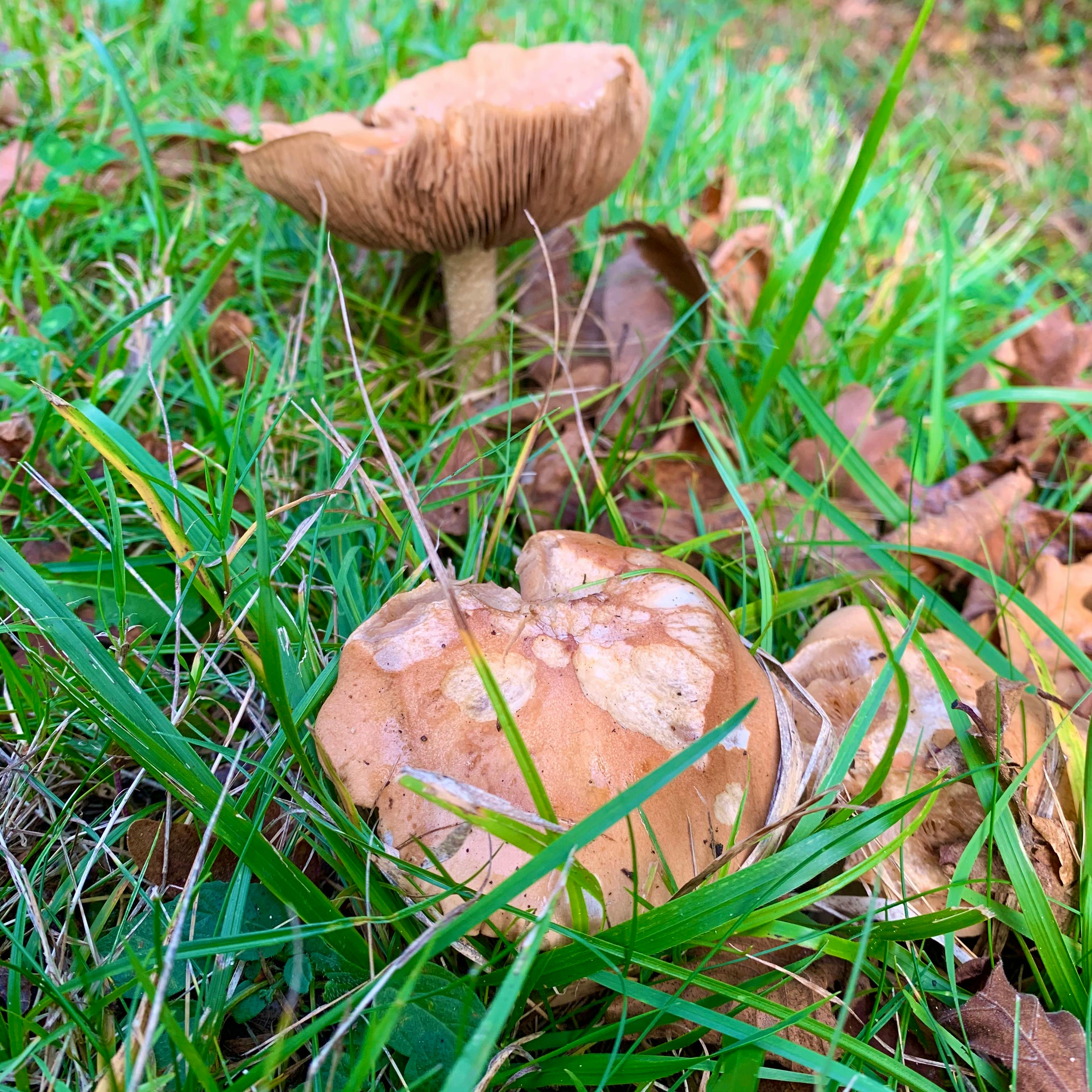 Traditional Swiss cheese fondue pot