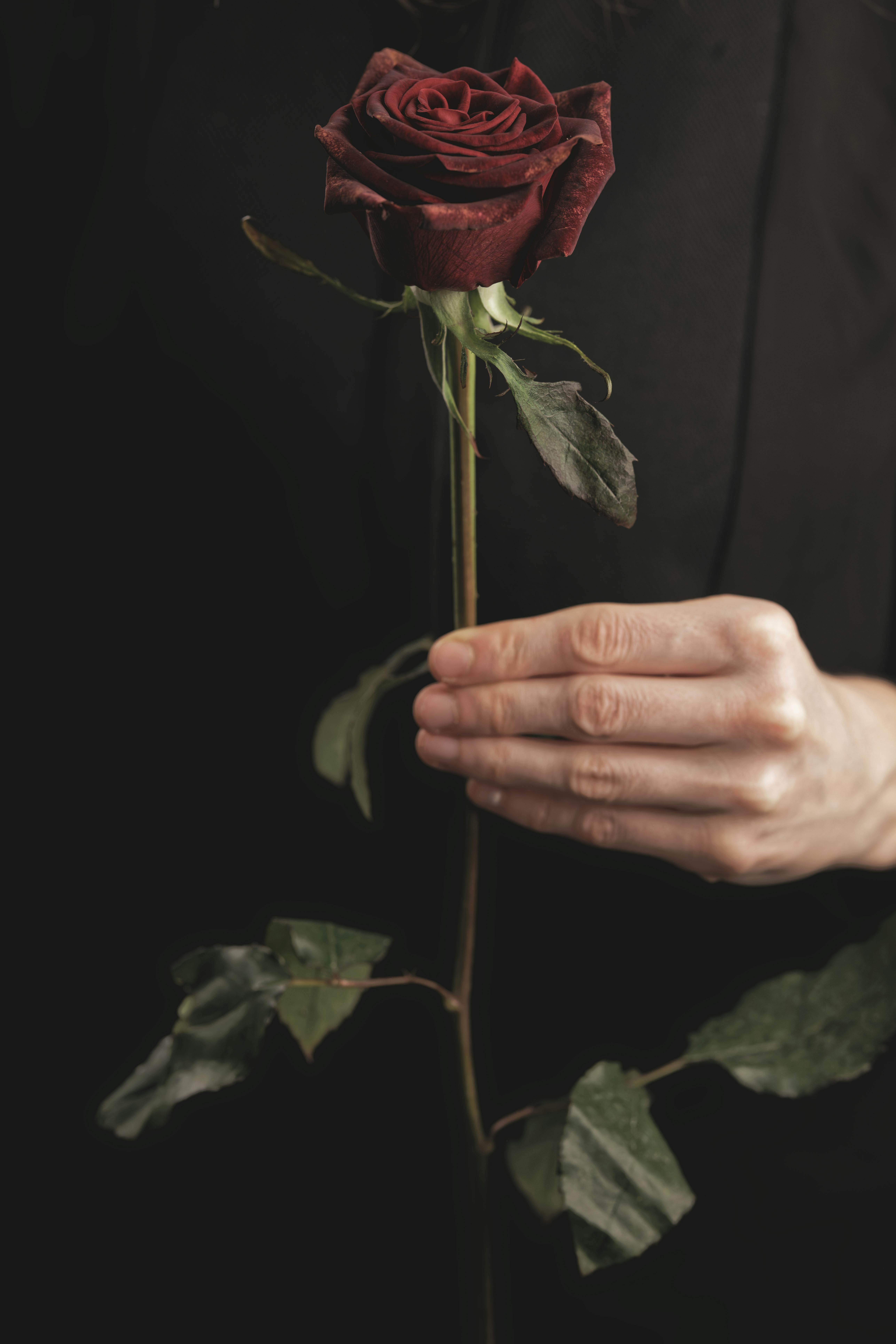 holding a rose stem