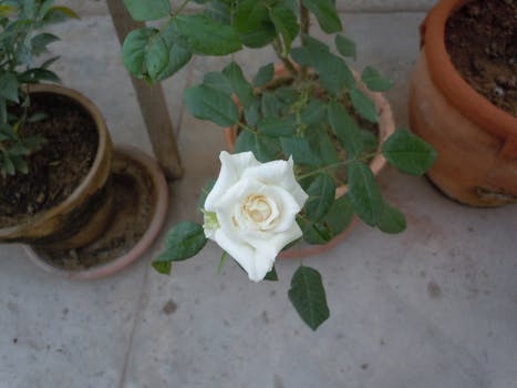 Free Stock Photo Of White Rose