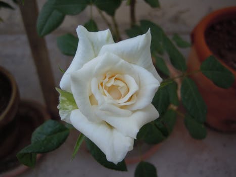 Free stock photo of white rose