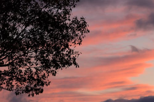 бесплатная Бесплатное стоковое фото с вечер, дерево, дневной свет Стоковое фото