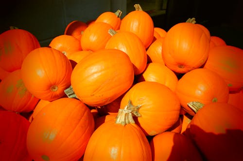 Free Pumpkin Lot Stock Photo