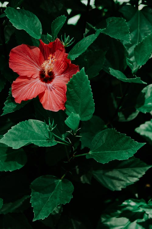 Red Hibiscus Plant in the Garden