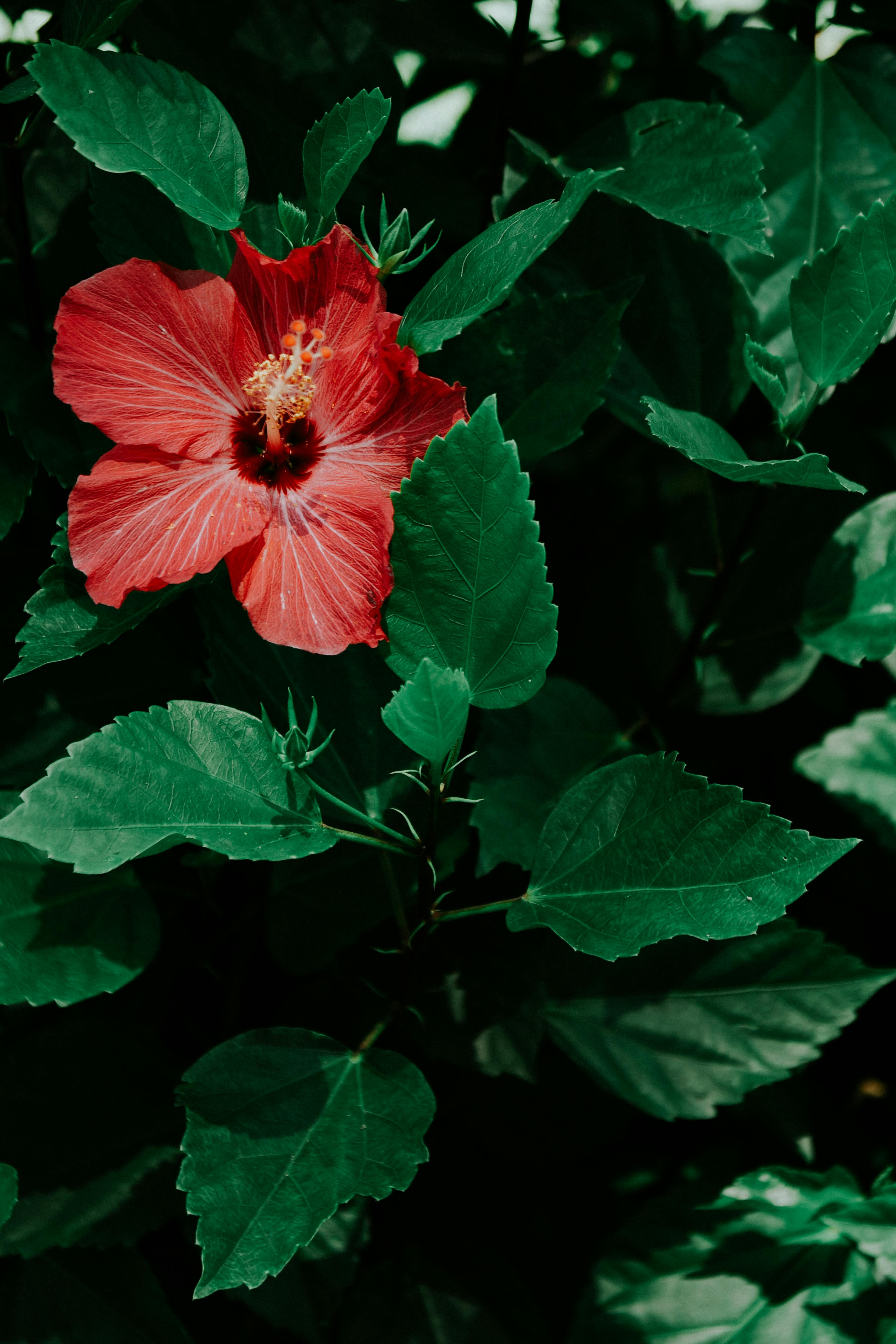 Beautiful Red Flower with Black Background · Free Stock Photo