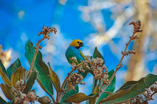 Small tangara with yellow head and colorful wings sitting on branches of plant with green leaves in forest on blurred background