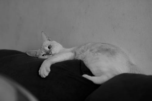 Adorable cat resting on couch in room