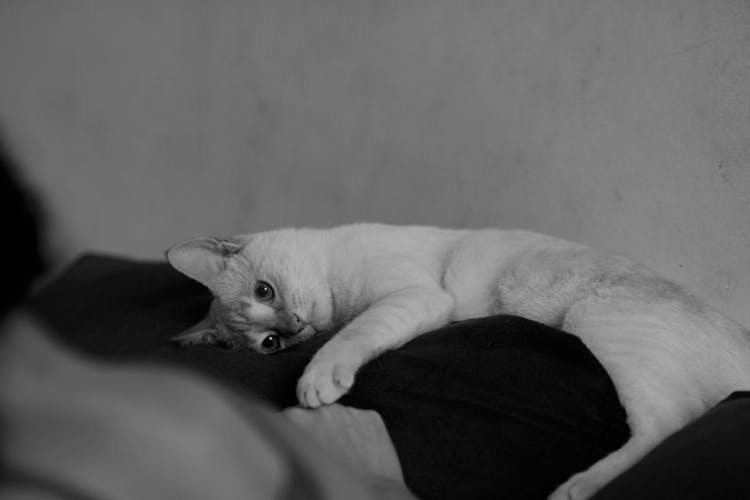 Cute Cat Lying On Couch