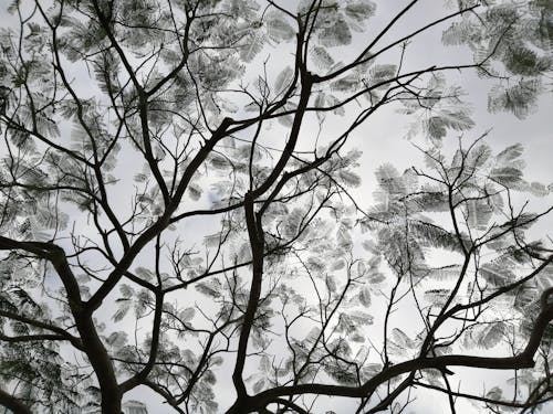 Low Angle View of Acacia Tree against Sky