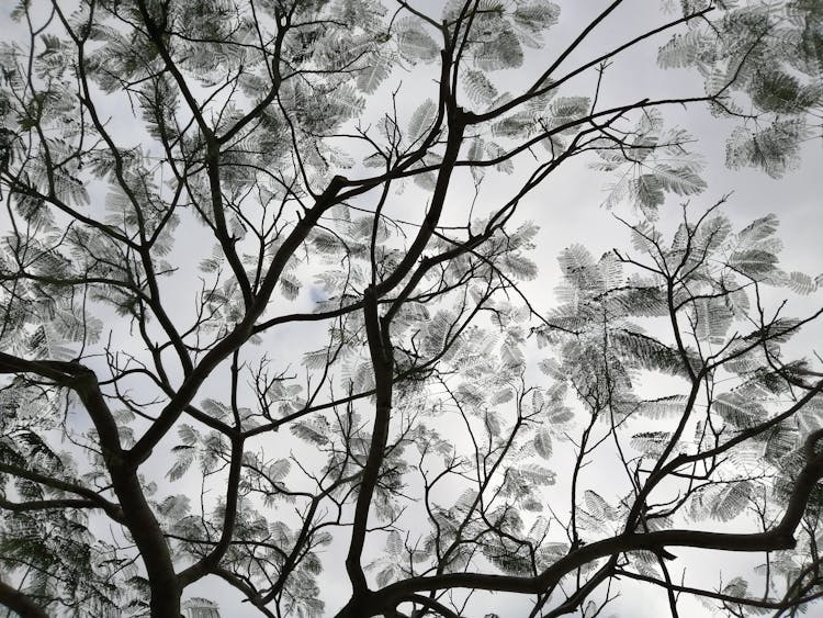 Low Angle View Of Acacia Tree Against Sky