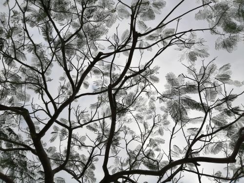 Free A tranquil view of tree branches and leaves against a clear sky in Macao, creating a natural pattern. Stock Photo