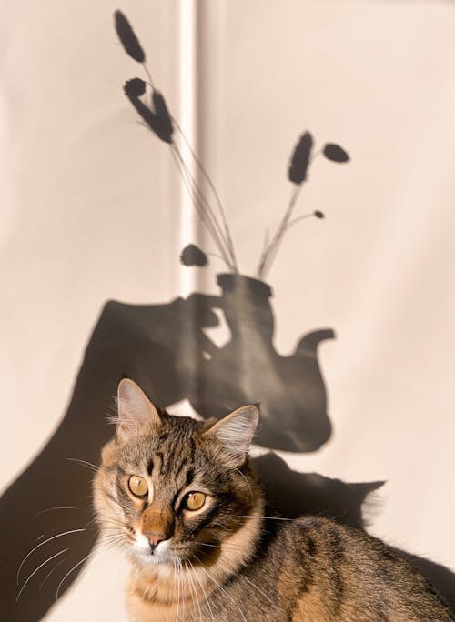 Cute fluffy cat sitting near wall with shadow of jug with plants in light room with bright sunlight at home