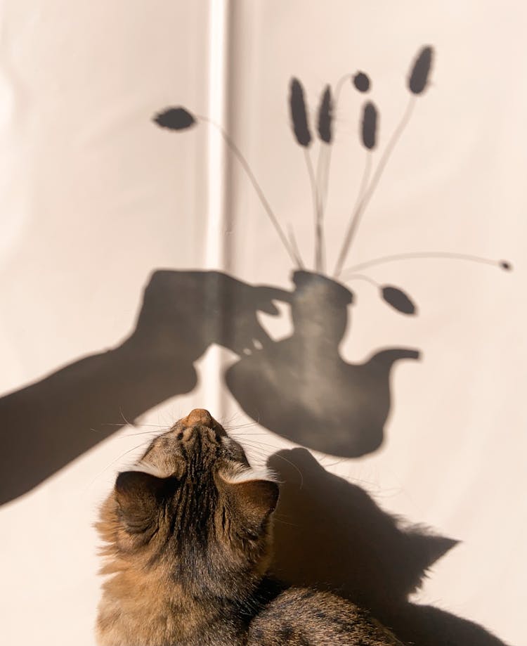 Curious Cat At Wall With Shadow