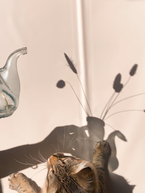 Free Curious domestic cat with paws on wall looking on shadow of glass teapot with branches of plant in room with bright sunlight Stock Photo