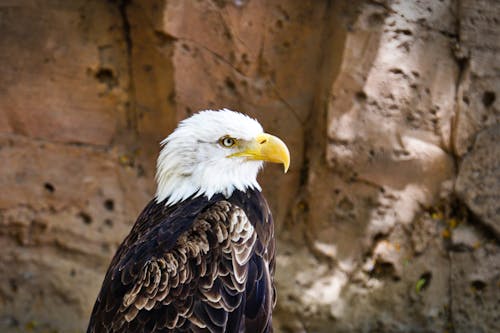 Free stock photo of animal photography, avian, bald eagle