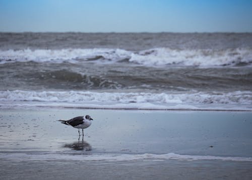 Free A Bird on a Wet Shore with Seafoam Stock Photo