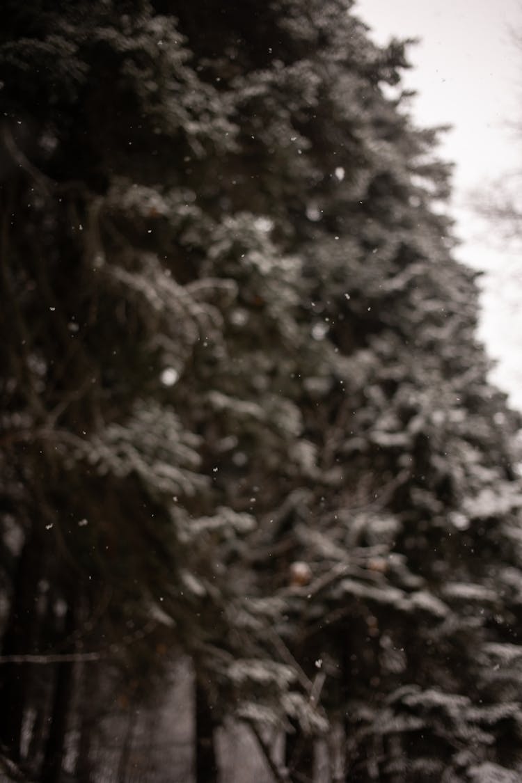 Black And White Defocused Trees In Winter