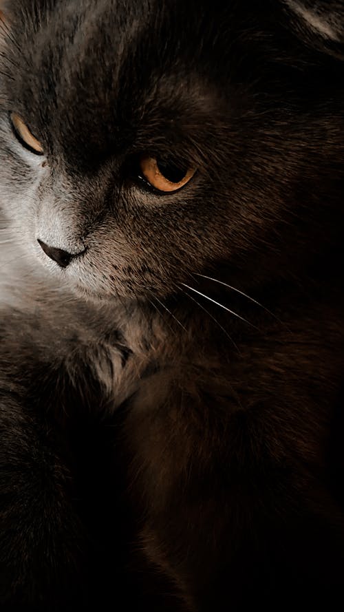 Portrait of a Grey Cat 