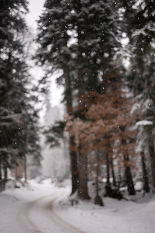 Kostenloses Stock Foto zu bäume, gefroren, kälte - temperatur