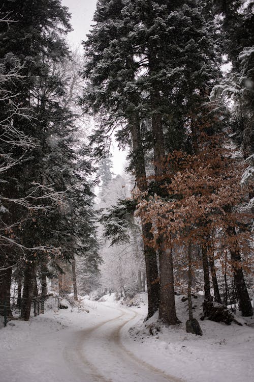 免费 冬季, 垂直拍摄, 大雪覆盖 的 免费素材图片 素材图片
