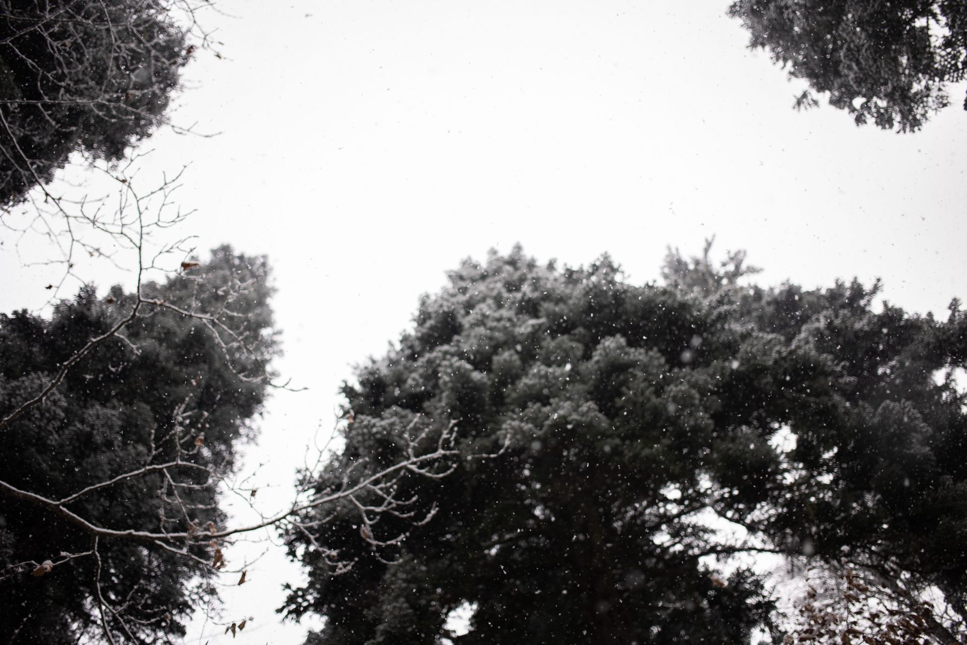 Low angle view of snow falling on evergreen tree crowns, creating a serene winter scene.