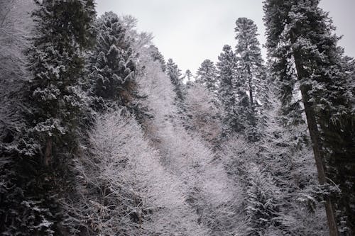 Fotobanka s bezplatnými fotkami na tému borovice, chladný, les
