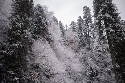 Foto d'estoc gratuïta de arbres, bosc, constipat