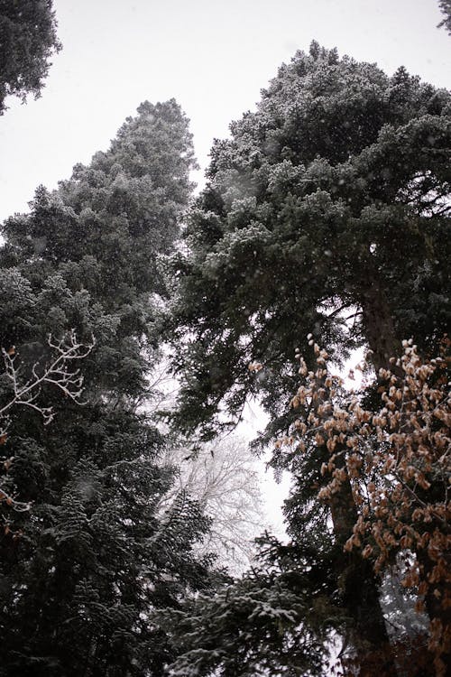 A Low Angle Shot of Trees on a Snowy Day