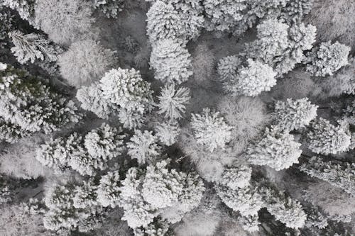 Photos gratuites de arbres, couvert de neige, espace extérieur