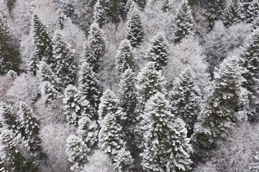 Aerial view of snow-covered pine trees in a serene winter landscape in Dombay, Russia.