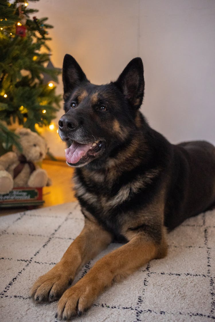 A Black And Brown Dog Lying On A Rug