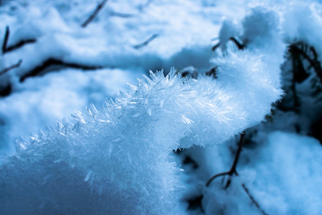 A Crystallized Snow Covered Tree Branch in Close-up Photography · Free ...