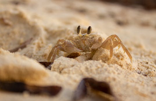 Ghost crab on sandy beach of Zanzibar, Tanzania, showcasing its natural habitat and behavior.