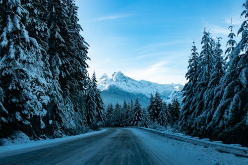 A Curved Road with a Mountain View Between Snow Covered Trees 