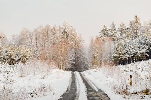 Immagine gratuita di alberi, fotografia della natura, freddo