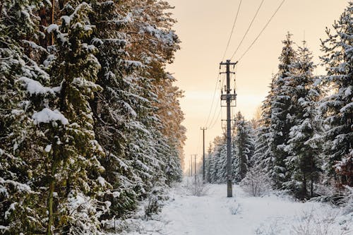 Trees Coewed in Snow and Electricity Line at Sunset