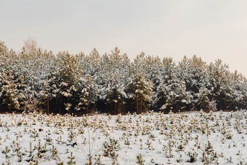 Free Peaceful winter forest with snow-covered trees and a calm atmosphere. Stock Photo