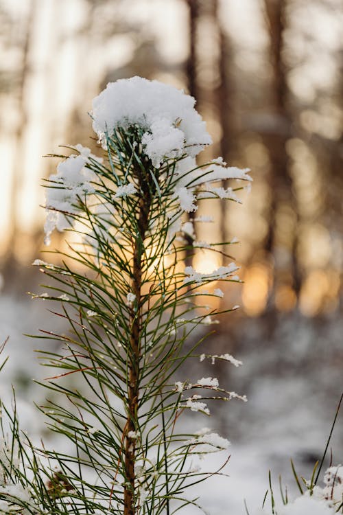 Snow Covered Pine Leaves in Close-up Photography
