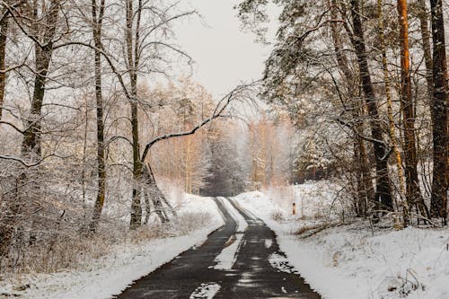 A Nature Photography of a Road Between Trees During Winter