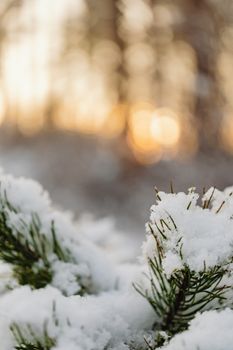 Close-up of snow-covered pine branches with a blurred winter sunrise background.