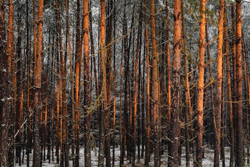 Základová fotografie zdarma na téma detail, fotografie přírody, les