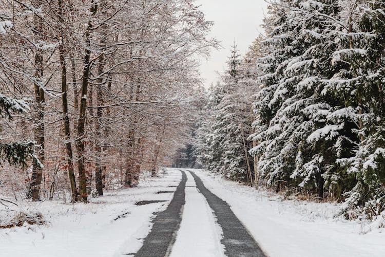 Snow Covered Road With Tracks Between Snow Covered Trees