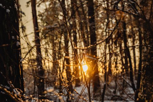 Free Sunlight filters through bare branches in a tranquil winter forest, creating a warm, serene atmosphere. Stock Photo