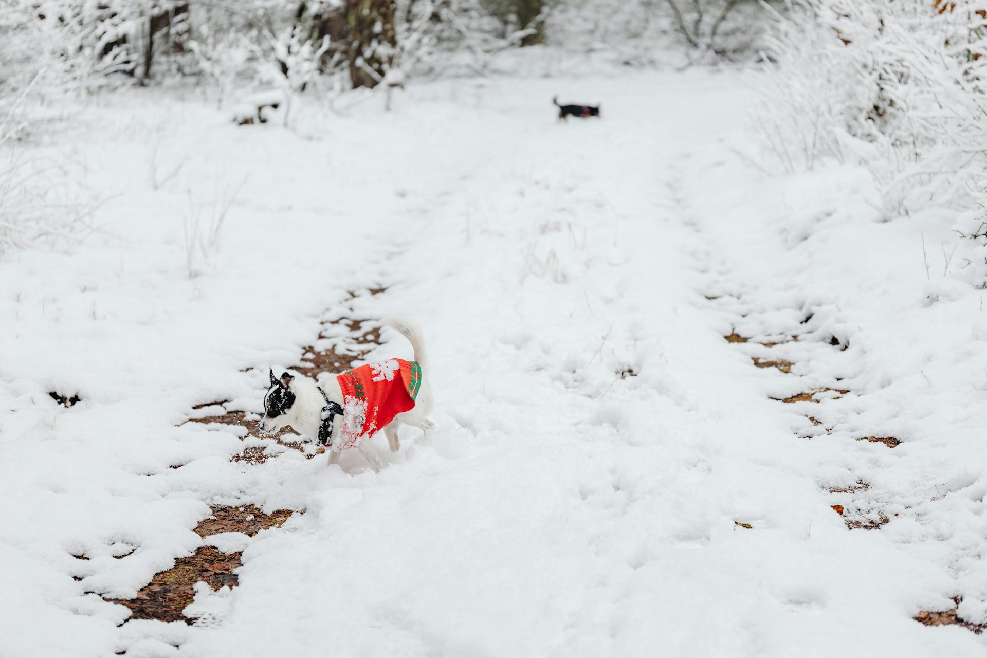 Dog Running on Snow