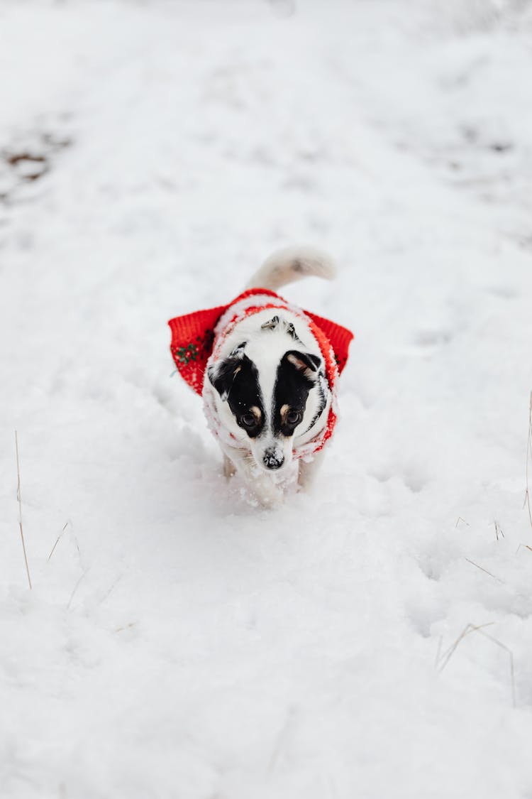 Vertical Shot Of A Small Dog Dressed In Red Walking On Snow