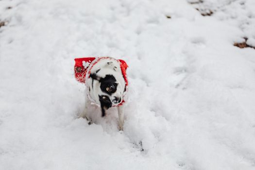 Adorable black and white dog playing in the snow, wearing a red sweater. Perfect winter pet portrait.