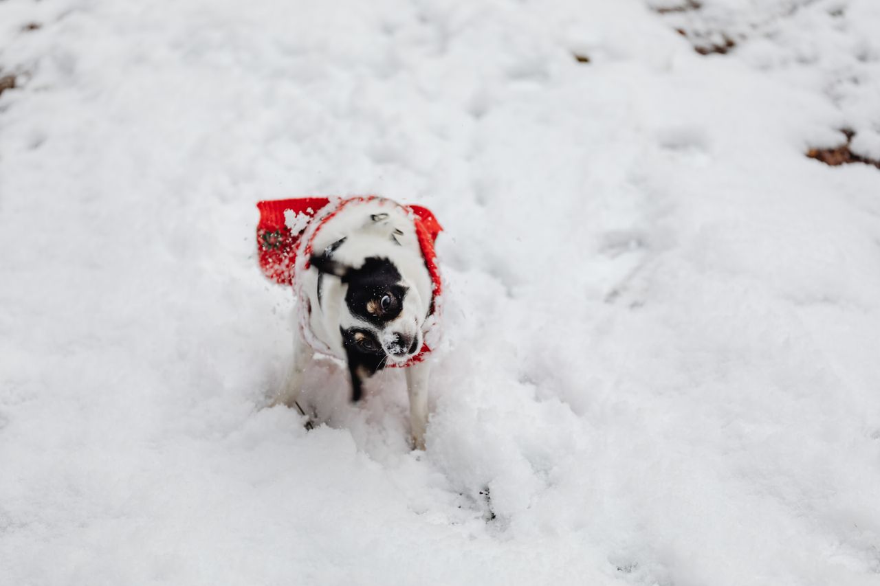 adorable black and white dog playing in the snow wearing a red sweater