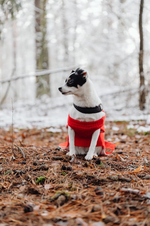 Foto stok gratis anak anjing, anjing, binatang